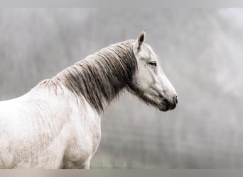 Camargue, Hongre, 4 Ans, 148 cm, Gris