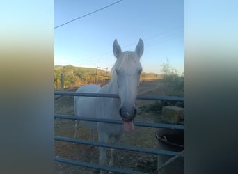Camargue Croisé, Jument, 10 Ans, 120 cm, Blanc