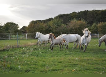Camargue, Jument, 6 Ans, 146 cm, Gris