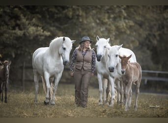 Camargue, Jument, Poulain (05/2026), 147 cm, Gris