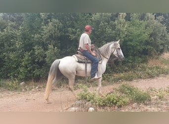 Camargue Mix, Klacz, 10 lat, 150 cm, Siwa