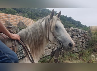 Camargue Mix, Klacz, 10 lat, 150 cm, Siwa