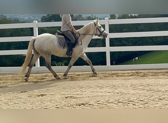 Camargue, Klacz, 5 lat, 148 cm, Siwa