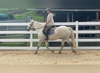 Camargue, Klacz, 5 lat, 148 cm, Siwa