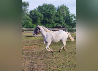 Camargue, Klacz, 7 lat, 148 cm, Siwa