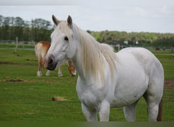 Camargue, Klacz, 7 lat, 148 cm, Siwa