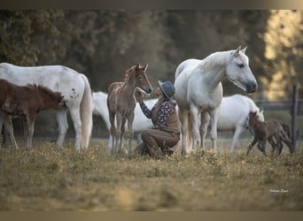 Camargue, Klacz, Źrebak (05/2026), 147 cm, Siwa