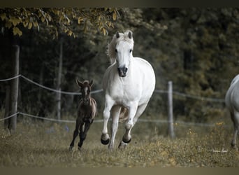 Camargue, Klacz, Źrebak (05/2026), 147 cm, Siwa