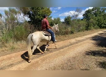 Camargue, Mare, 10 years, 14,2 hh