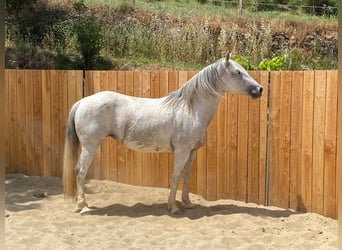 Camargue Mix, Mare, 10 years, 14,2 hh