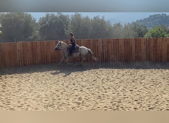 Camargue Mix, Mare, 10 years, 14,2 hh