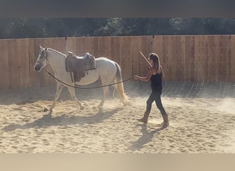 Camargue Mix, Mare, 10 years, 14,2 hh