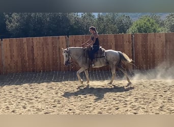 Camargue Mix, Mare, 10 years, 14,2 hh