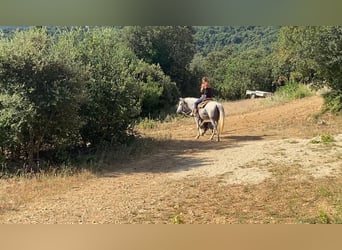 Camargue Mix, Mare, 10 years, 14,2 hh