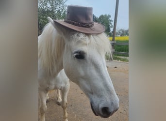 Camargue, Mare, 13 years, 14,1 hh, Gray