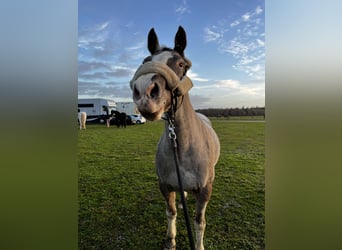 Camargue Mix, Mare, 14 years, 14,2 hh, Grey-Blue-Tan