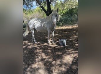 Camargue, Mare, 16 years, 14 hh, White