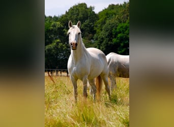 Camargue, Mare, 18 years, 13.2 hh, Gray