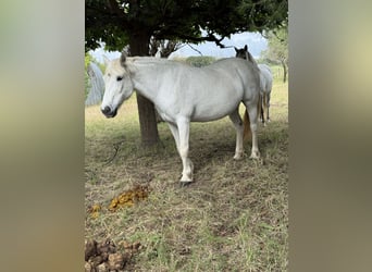 Camargue, Mare, 19 years, 13.2 hh, White