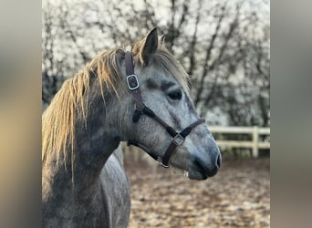 Camargue, Mare, 3 years, 13.3 hh, Gray