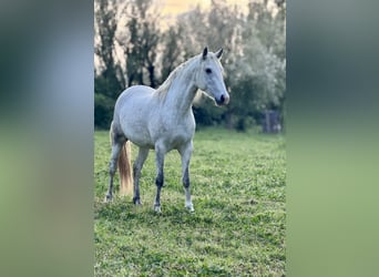 Camargue Mix, Mare, 3 years, 14.3 hh, White