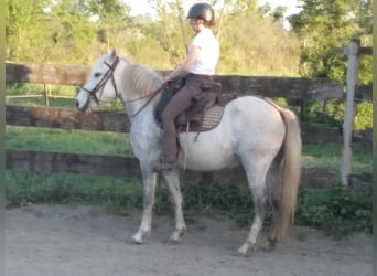 Camargue, Mare, 4 years, 14.1 hh, Gray
