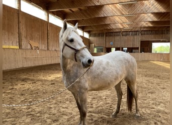 Camargue, Mare, 4 years, 14.3 hh, Gray