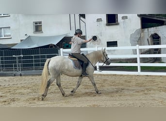 Camargue, Mare, 5 years, 14.2 hh, Grey