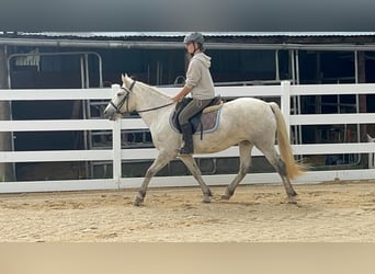 Camargue, Mare, 5 years, 14.2 hh, Grey