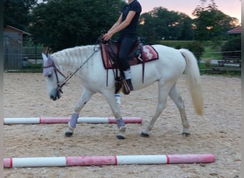 Camargue, Mare, 8 years, 13.3 hh, Gray