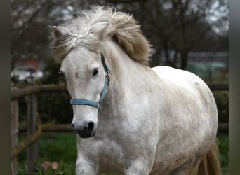 Camargue, Mare, 9 years, 14,1 hh, Gray