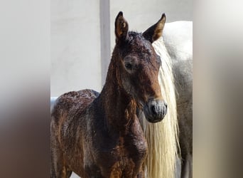 Camargue, Mare, Foal (04/2023), 9.2 hh, Roan-Red