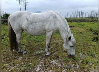 Camargue, Merrie, 18 Jaar, 140 cm, Schimmel