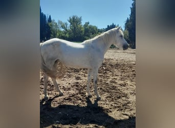 Camargue, Merrie, 3 Jaar, 147 cm, Wit