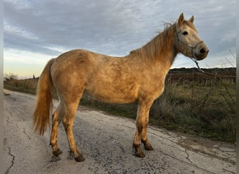 Camargue, Merrie, 4 Jaar, 145 cm, Schimmel