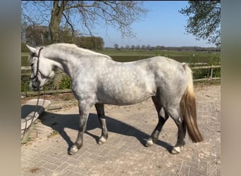 Camargue, Merrie, 4 Jaar, 147 cm