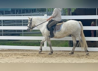 Camargue, Merrie, 5 Jaar, 148 cm, Schimmel