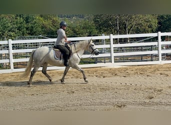 Camargue, Merrie, 5 Jaar, 148 cm, Schimmel