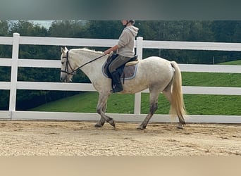 Camargue, Merrie, 5 Jaar, 148 cm, Schimmel