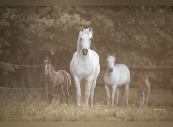 Camargue, Merrie, Veulen (05/2026), 147 cm, Schimmel