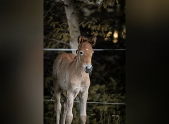 Camargue, Merrie, Veulen (05/2026), 147 cm, Schimmel