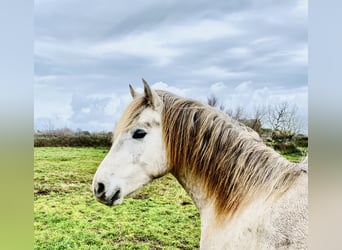 Camargue, Ogier, 3 lat, 143 cm, Siwa