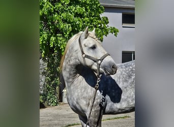 Camargue, Ogier, 7 lat, 148 cm, Siwa