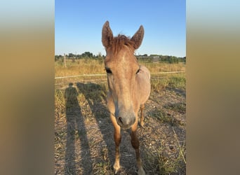 Camargue, Ogier, Źrebak (03/2026), Siwa