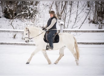 Camargue, Ruin, 10 Jaar, 145 cm, Schimmel