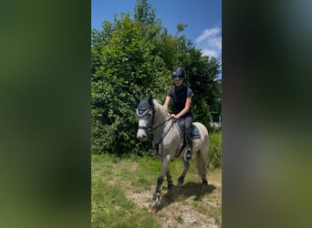 Camargue Mix, Ruin, 13 Jaar, 138 cm, Appelschimmel