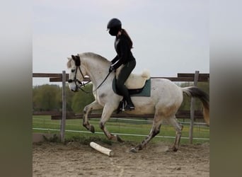 Camargue Mix, Ruin, 16 Jaar, 143 cm, Schimmel