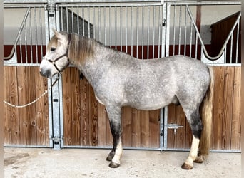 Camargue, Stallion, 4 years, 14,2 hh, Grey