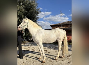 Camargue, Stallone, 25 Anni, 145 cm, Grigio