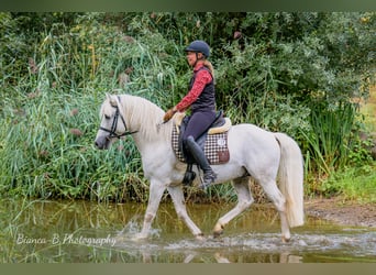 Camargue, Stallone, 8 Anni, 144 cm, Grigio